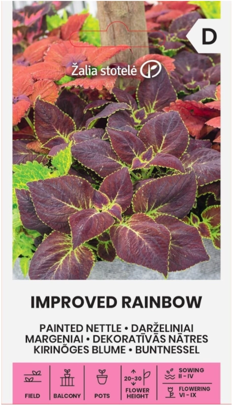 Koleus Blumego Improved Rainbow odmiana o dużych kolorowych liściach nasiona 0,1g Žalia stotelė sklep rajogrodnika